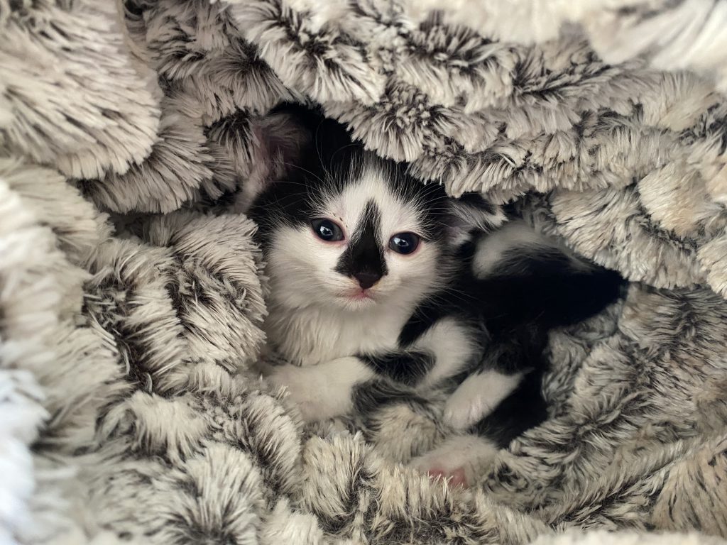 kitten in bed