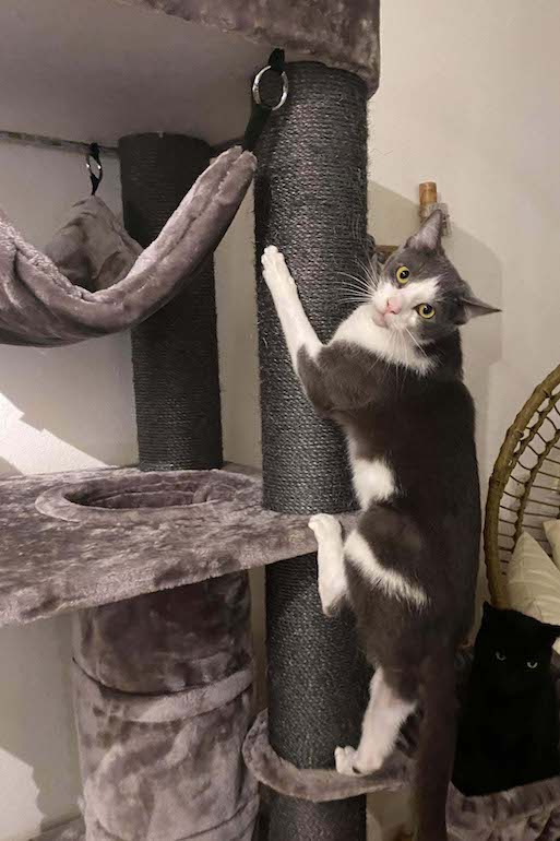 kat klimmend op peterbels krabpaal