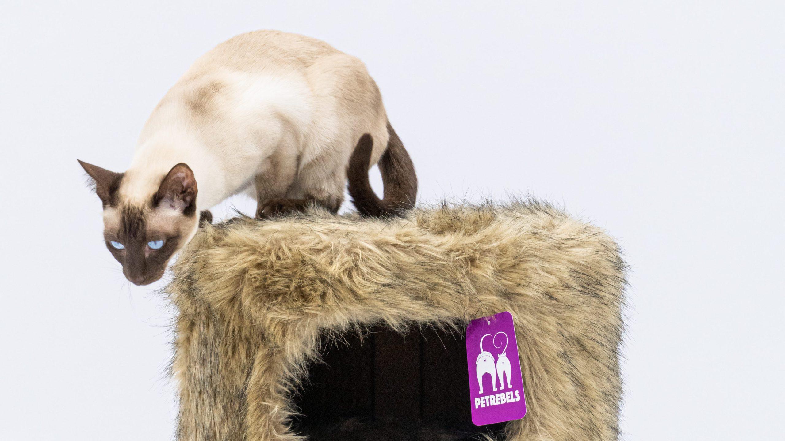 Siamese kat op een pluizig krukje