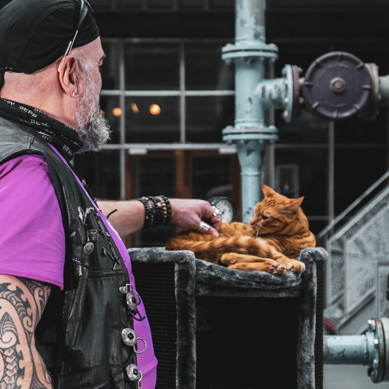 scooter met kat op superdome 120