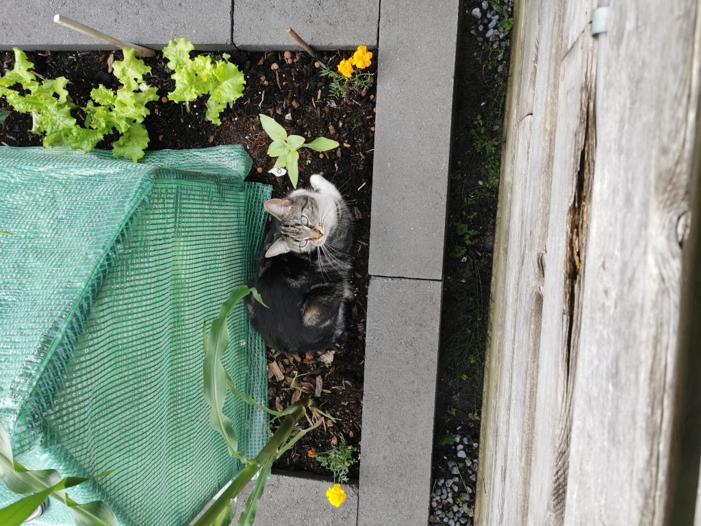 kat buiten in de tuin
