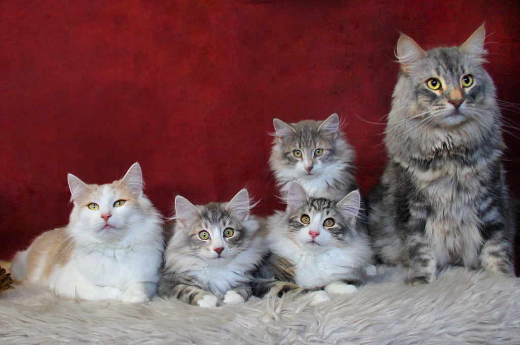 vrijf katten met een rode achtergrond