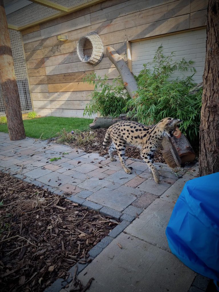 savannah kat buiten