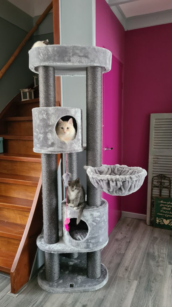 3 katten op een petrebels krabpaal