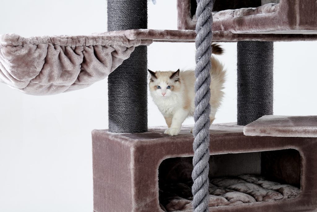 turnpike cappuccino met kat