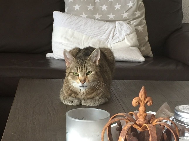 kat op tafel