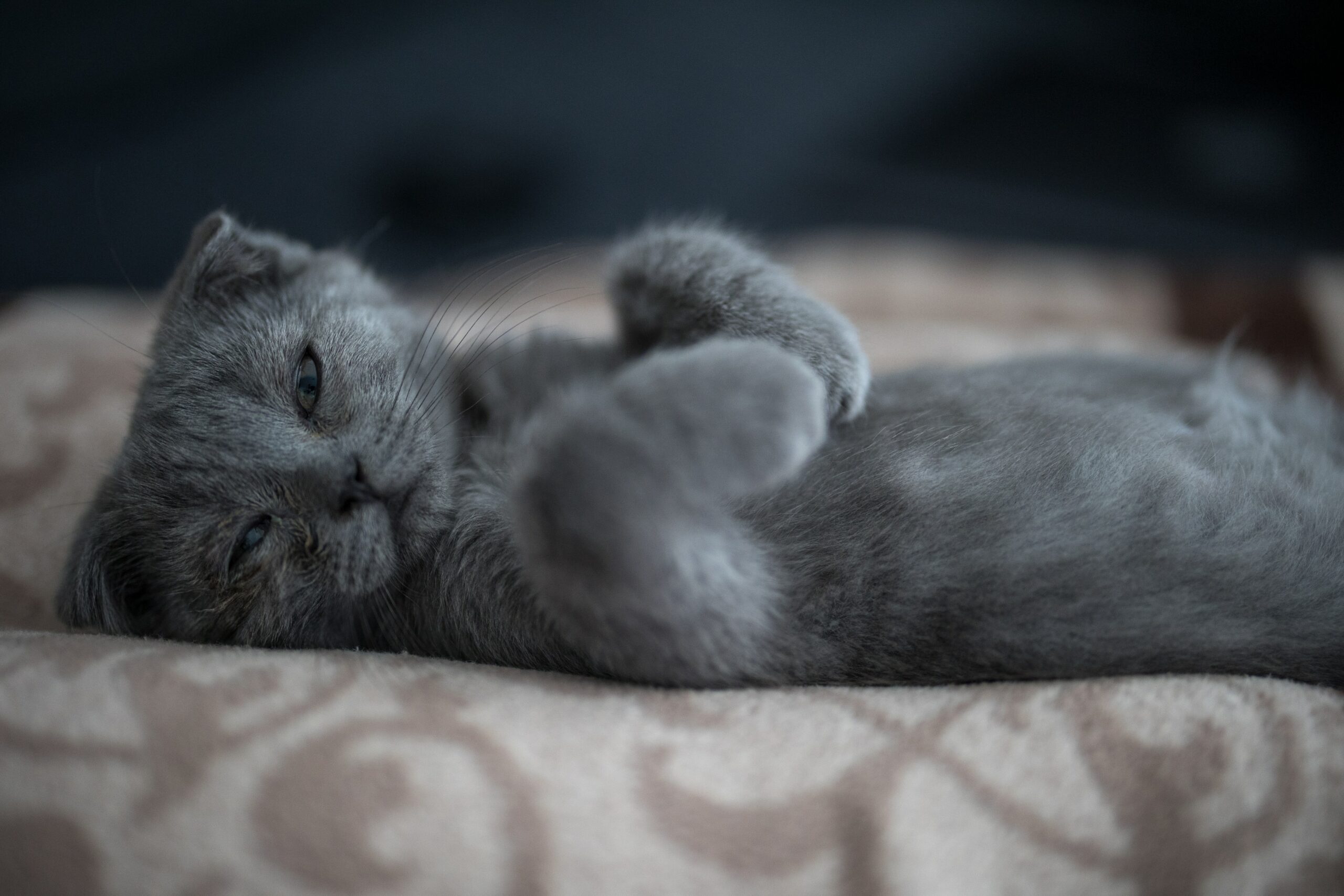 Scottish fold op zijn rug