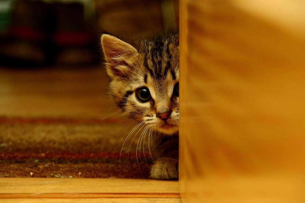 bange kitten