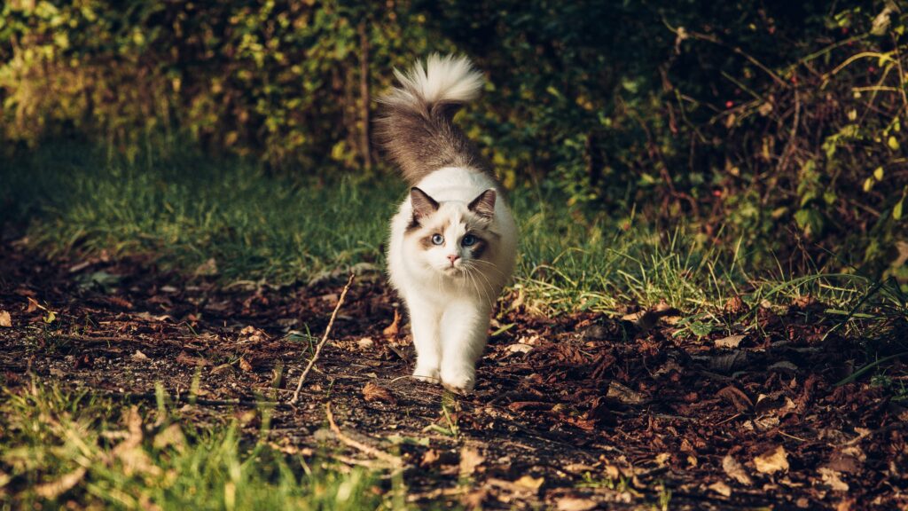 Ragamuffin in het bos