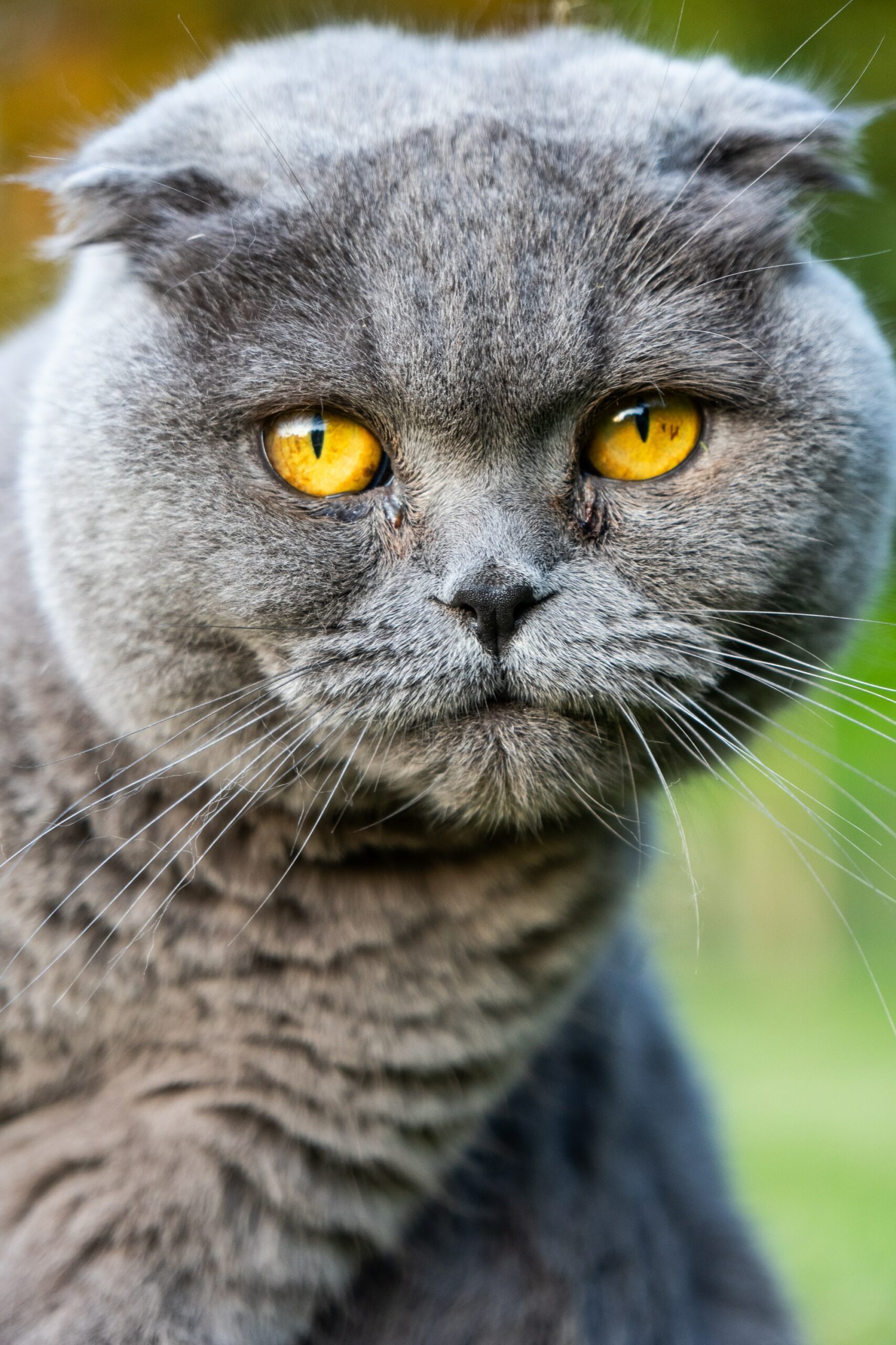 Scottish fold kijkt in de camera