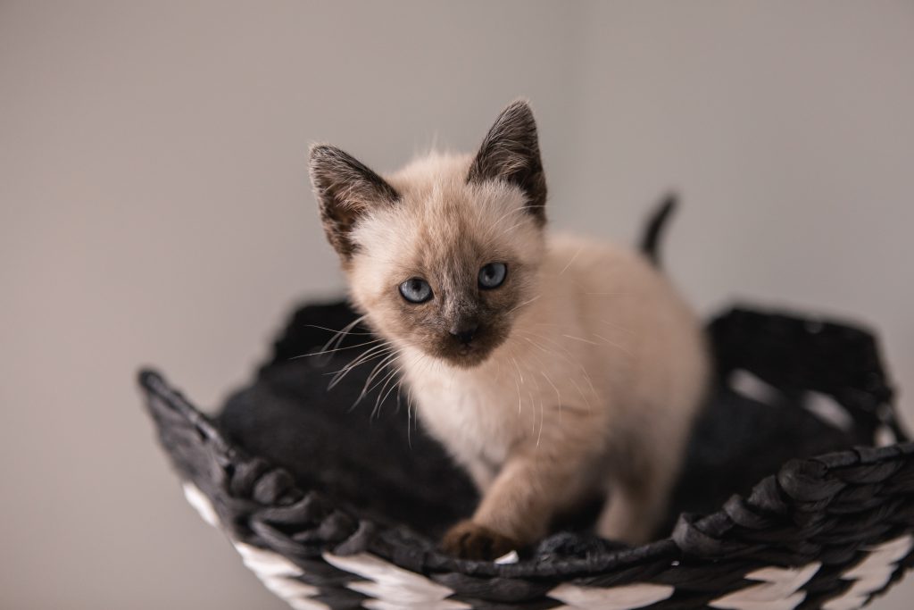 Schattige kitten die de camera aankijkt, staand in een mand 