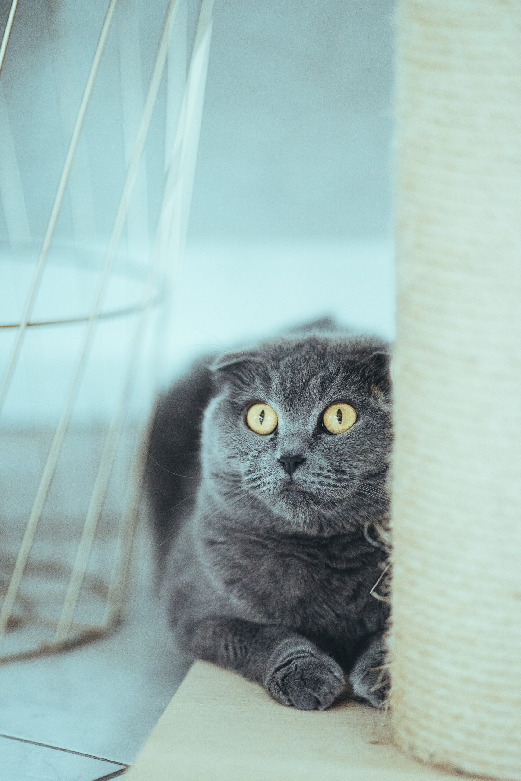 Scottish fold bij een krabpaal