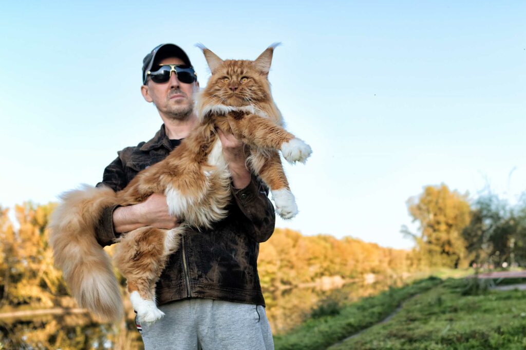 Grootste Maine Coon van de wereld