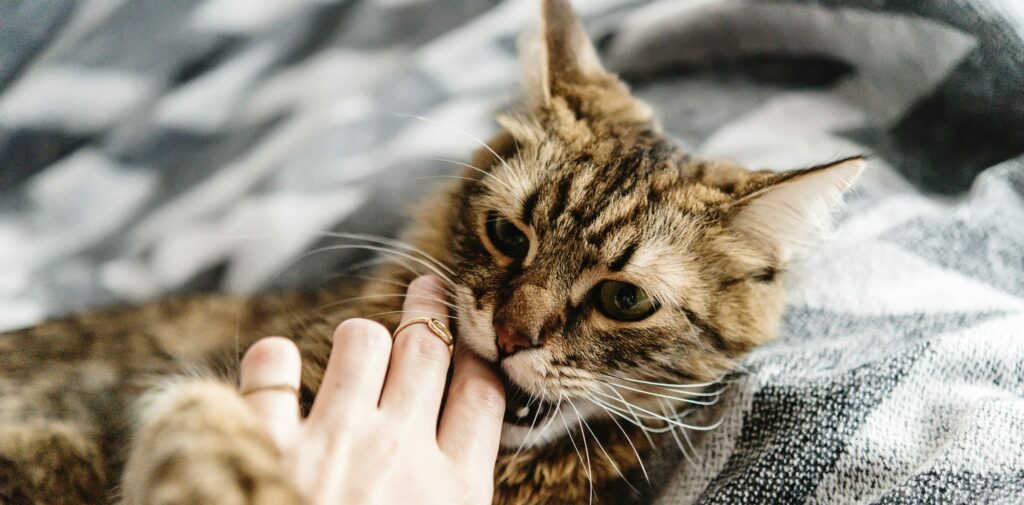 Cyperse huis-tuin-en-keukenkat bijt in de hand van een mens tijdens spelen