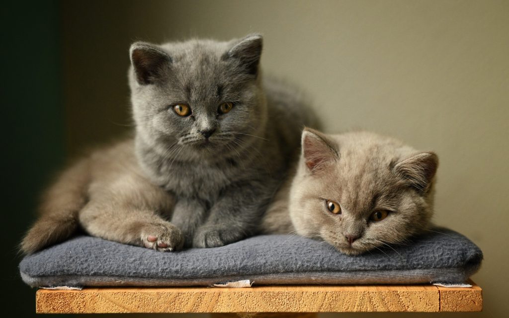 Twee schattige kittens