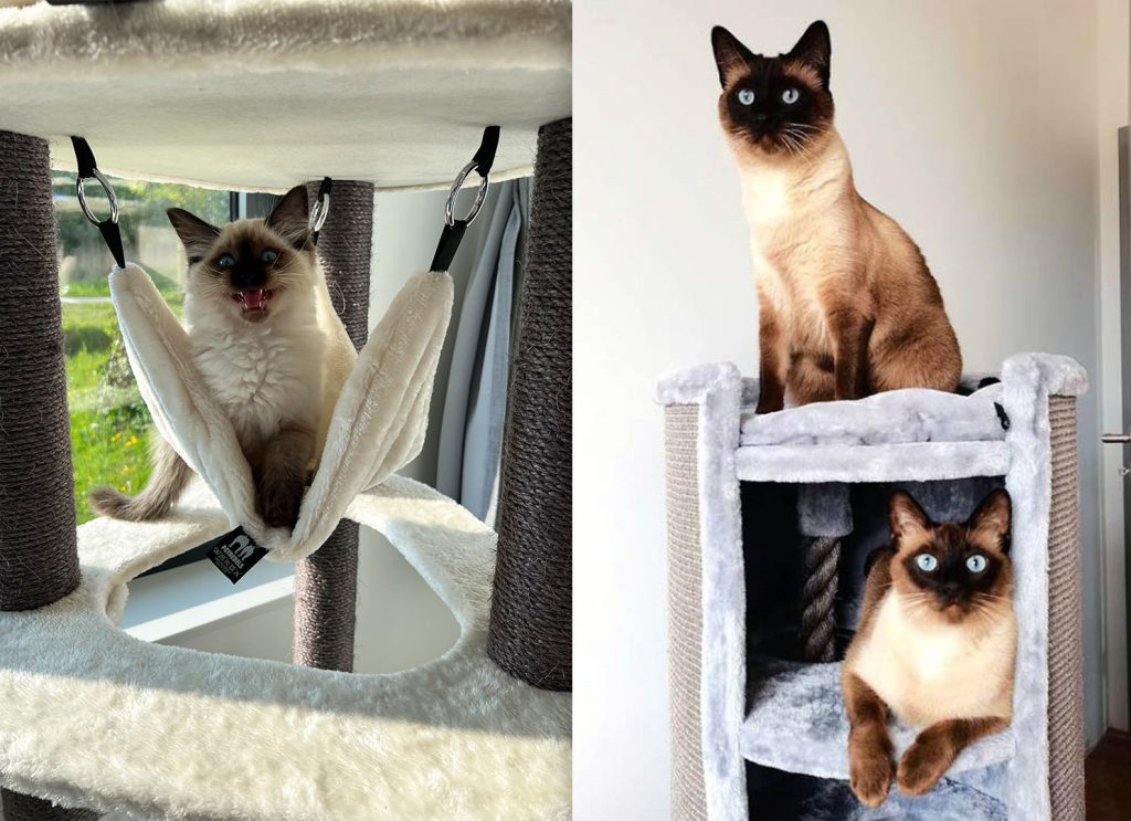 links: kat in een petrebels hangmat. Rechts: twee siamesen op een petrebels krabton