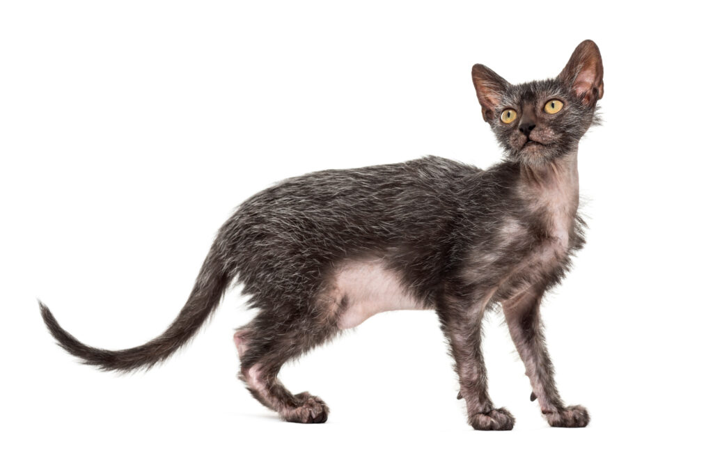 Bruine Lykoi met gele ogen op witte achtergrond
