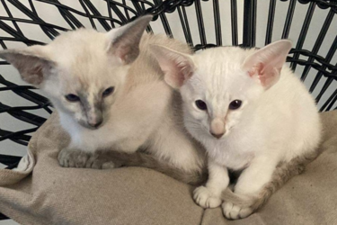Twee Siamezen Katten genaamd Pipke en Sofie van de eigenaar Ellen