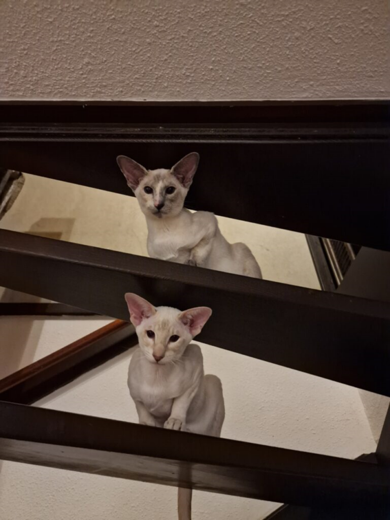 twee siamezen op een trap