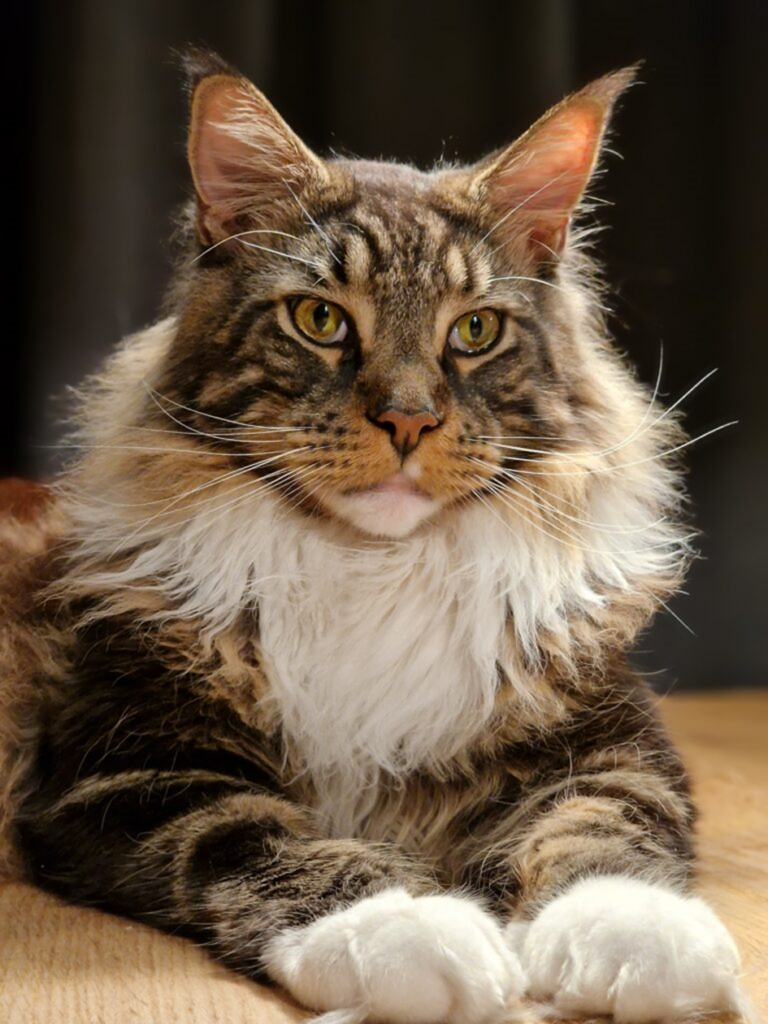 tijgerachtige maine coon