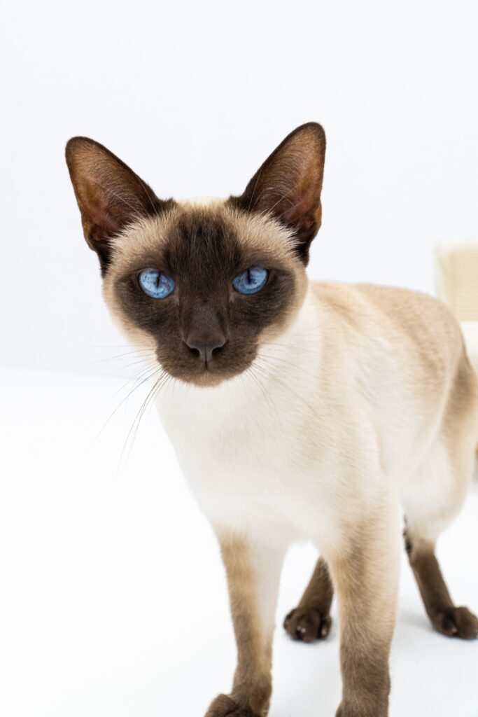 Siamese kat met blauwe ogen 