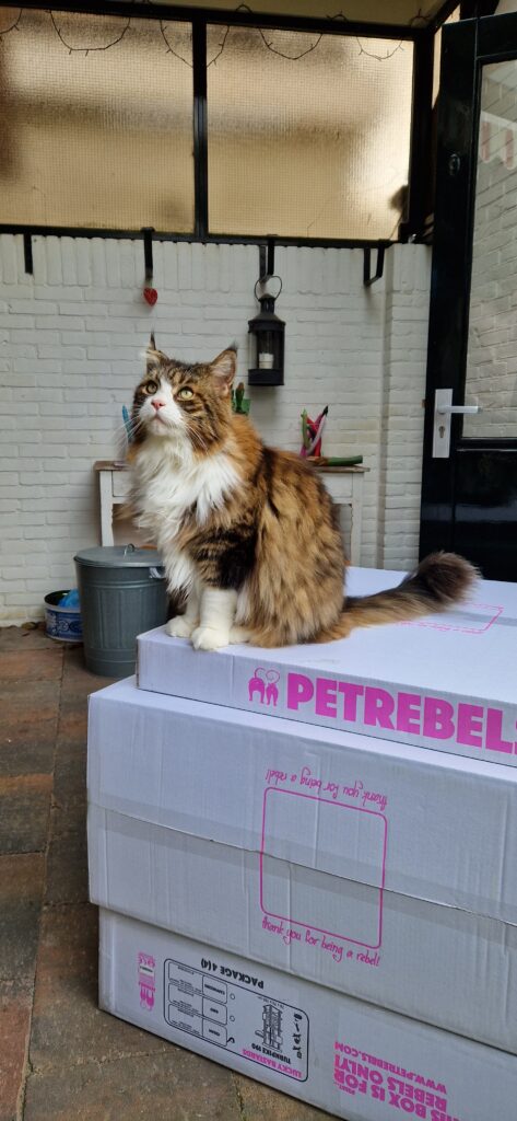 Maine Coon op witte Petrebels doos