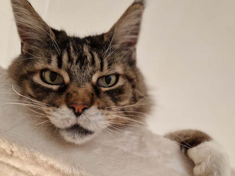 Close up foto Maine Coon