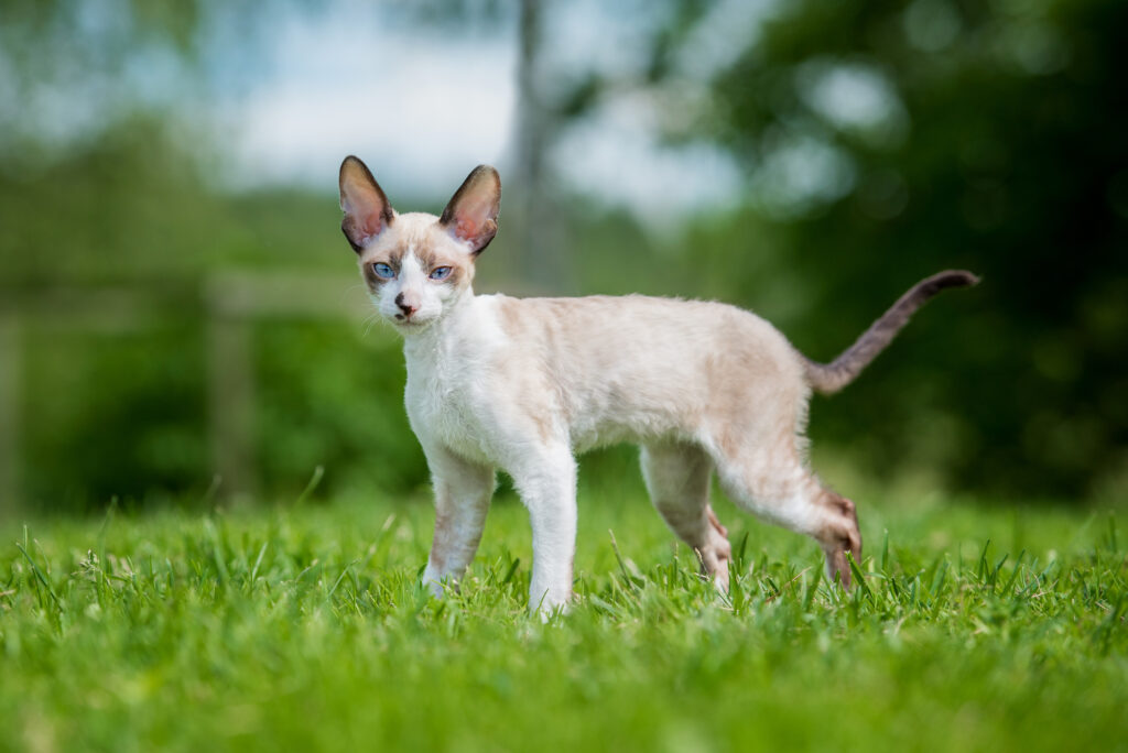 Cornish Rex op het gras