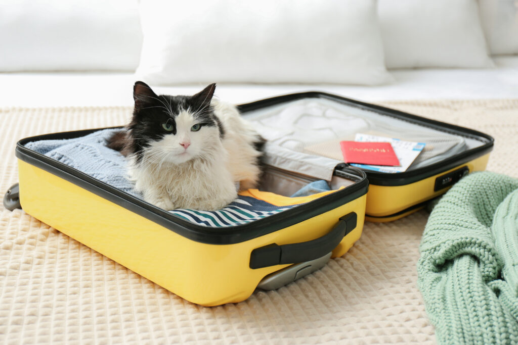 Kat in een koffer