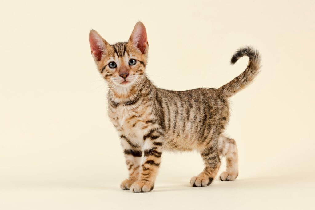 Toyger kitten