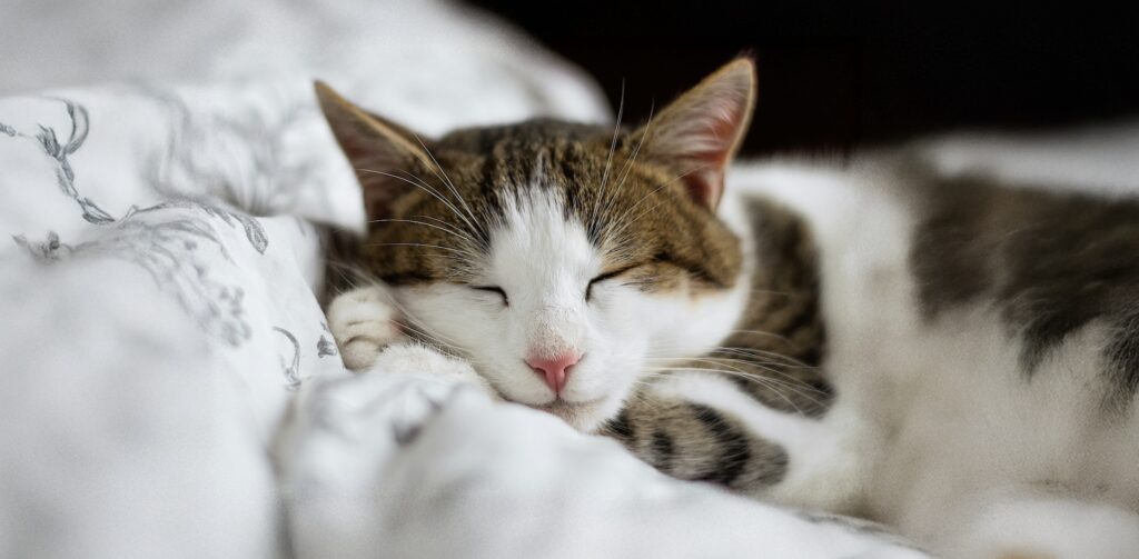 Kat die ontspannen ligt te slapen op het bed van zijn baasjes.