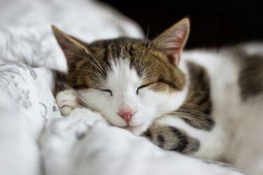 Kat die ontspannen ligt te slapen op een bed.