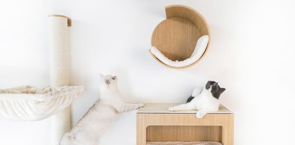 Twee katten op de Wall of Rebels kattenmuur van Petrebels op zoek naar een kattenmand om in te slapen.