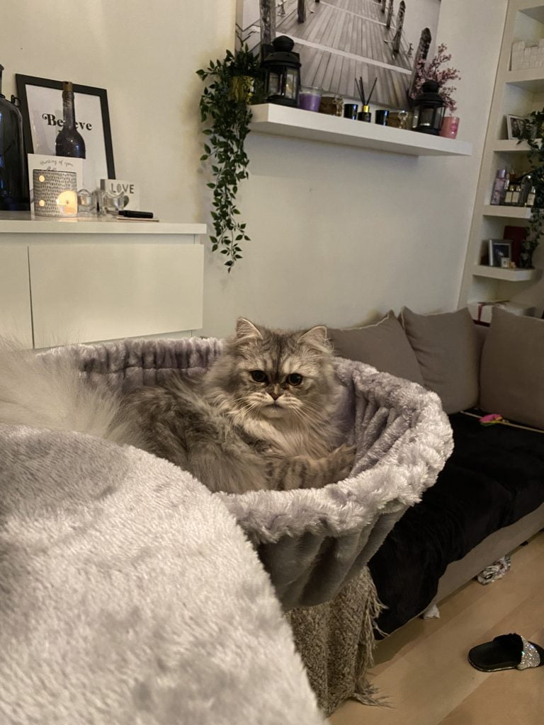 Kat in de Petrebels krabpaal