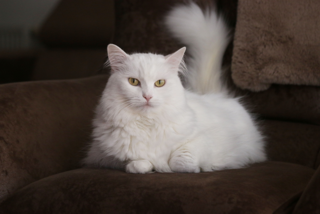 Witte Angora met gele ogen