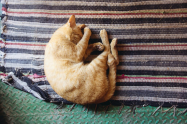 Slapende rooie kat