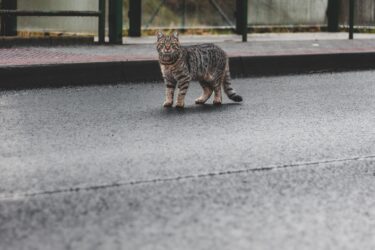 Ocicat