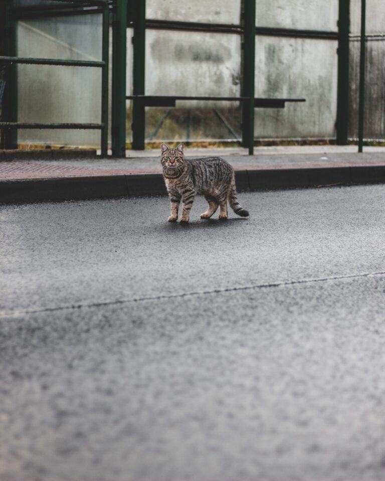 Ocicat