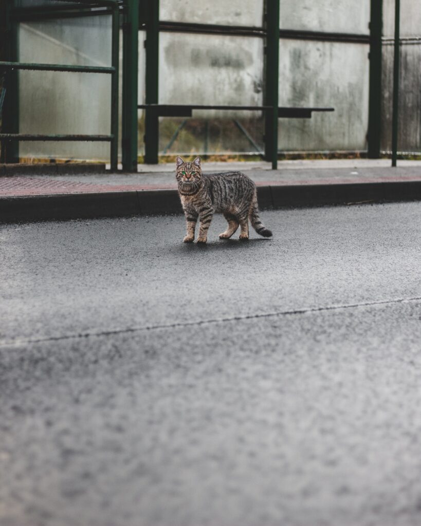 Ocicat