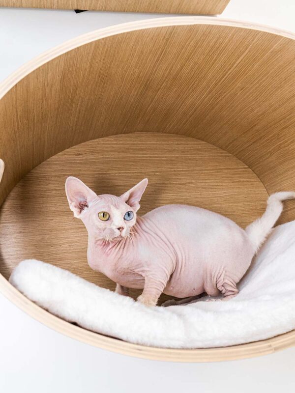 Kattenmuur Oval Office 60