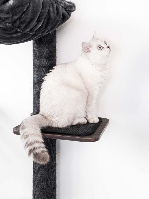 Kattenmuur Level 35