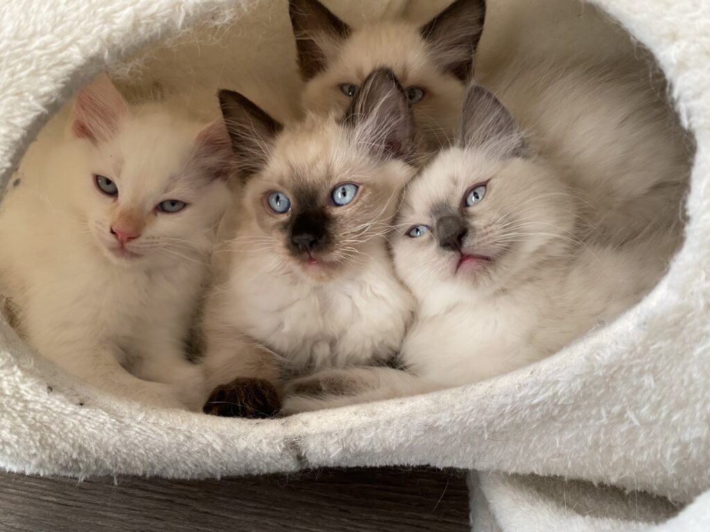 vier witte katten in een hokje