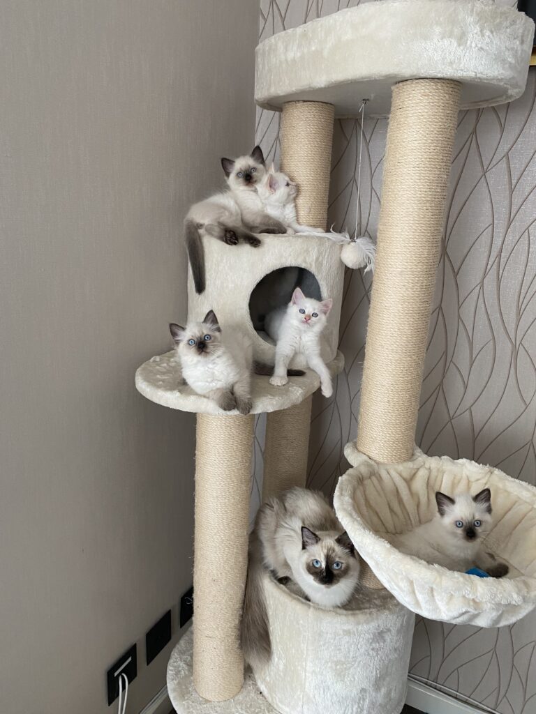 vijf witte katten in een charlotte 180 cream