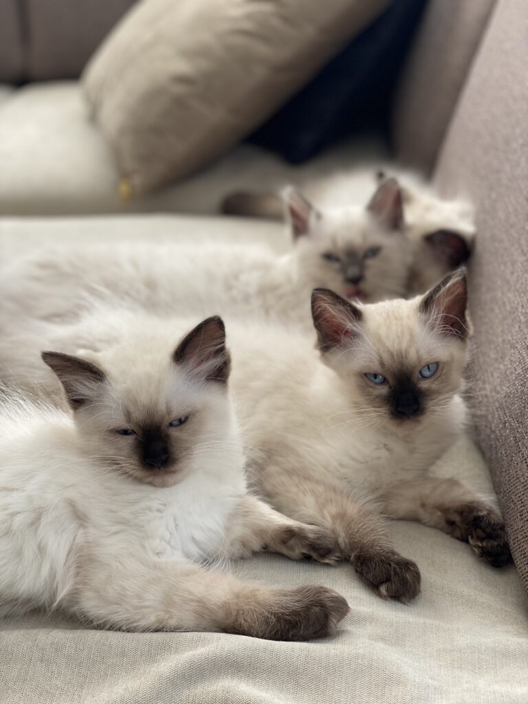 drie witten katten op een bank