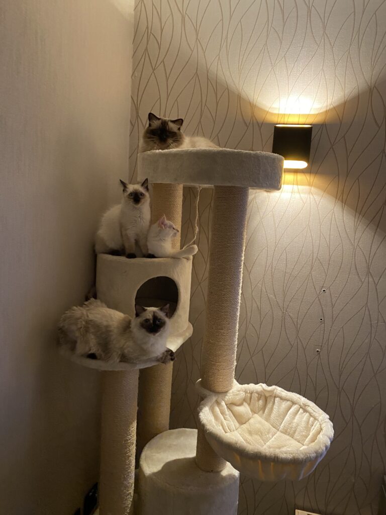katten op charlotte 180 cream
