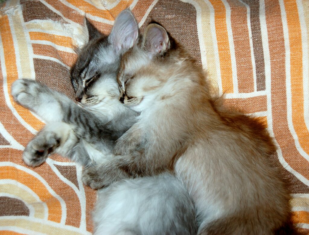 2 kittens knuffelen