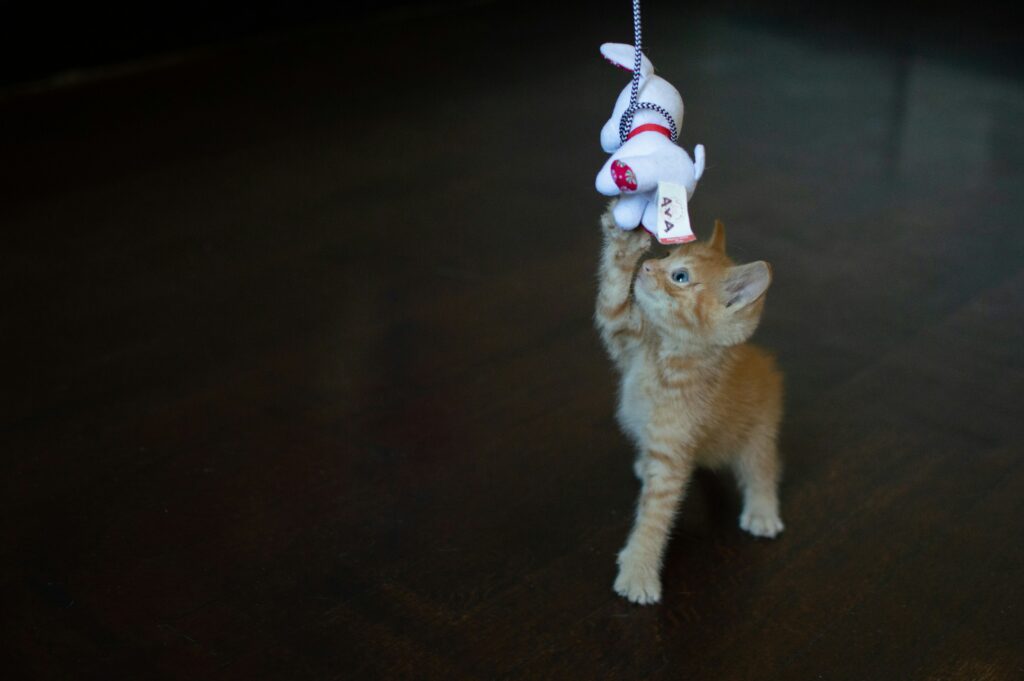 Kitten speelt
