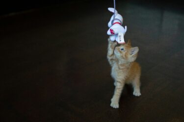 Kitten speelt
