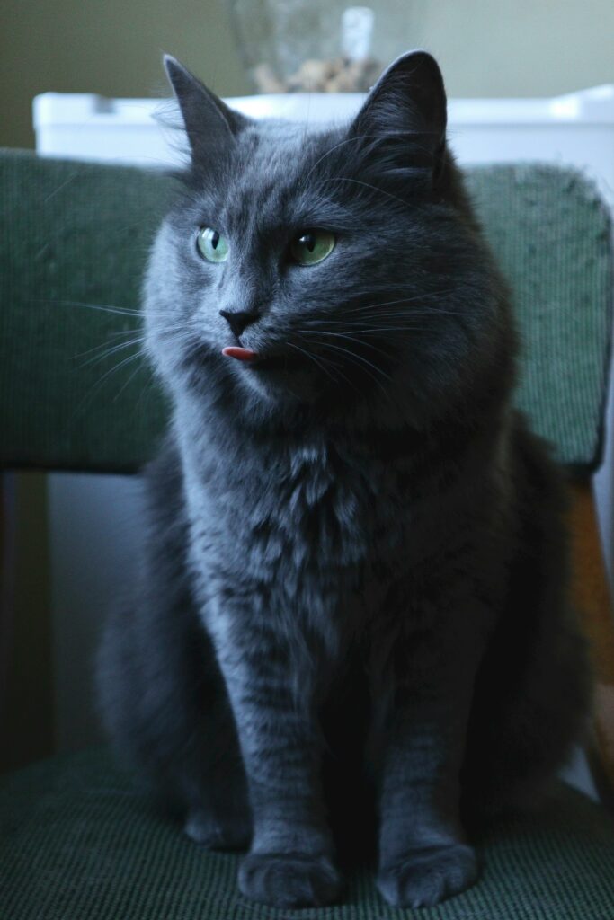 Nebelung kat