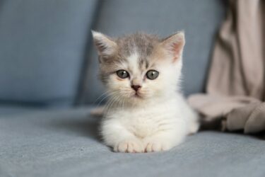 kitten kijkt in de camera